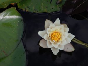 meditation course
