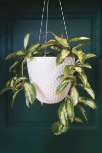 crazy plant lady