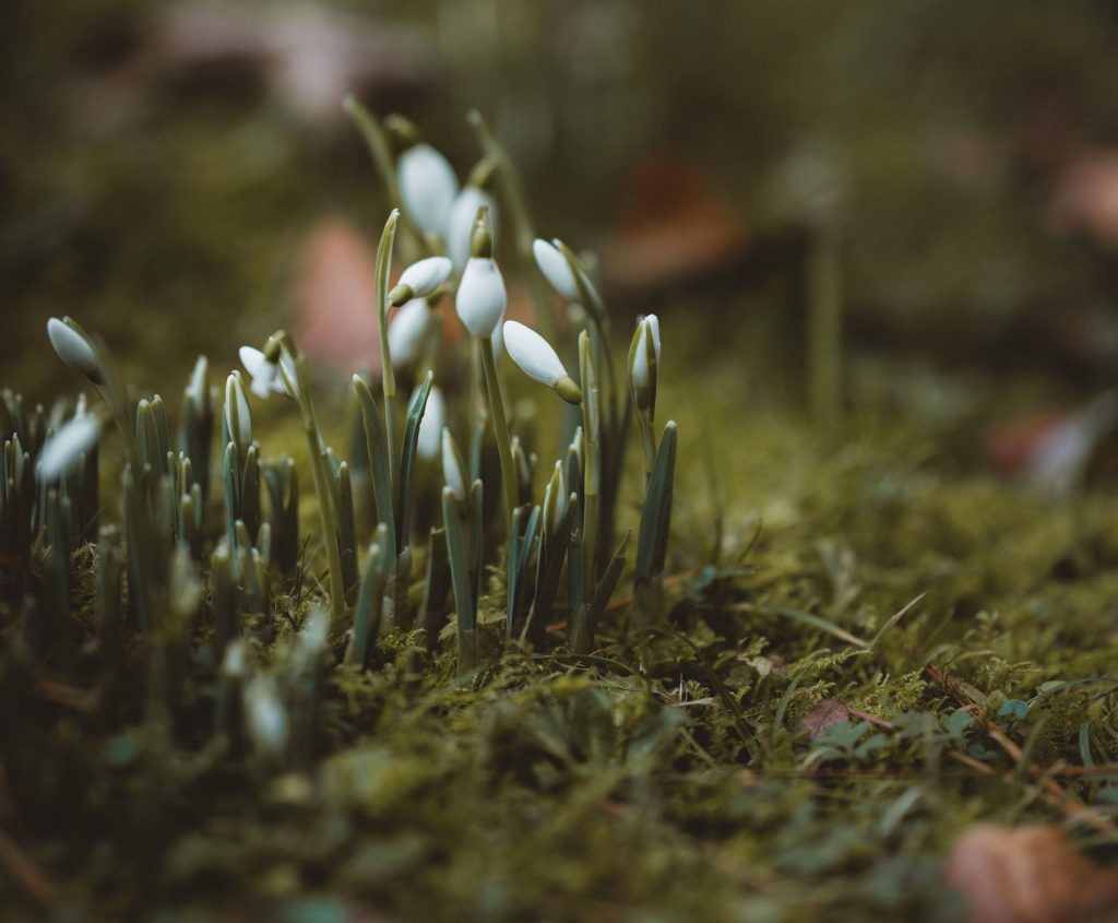 imbolc